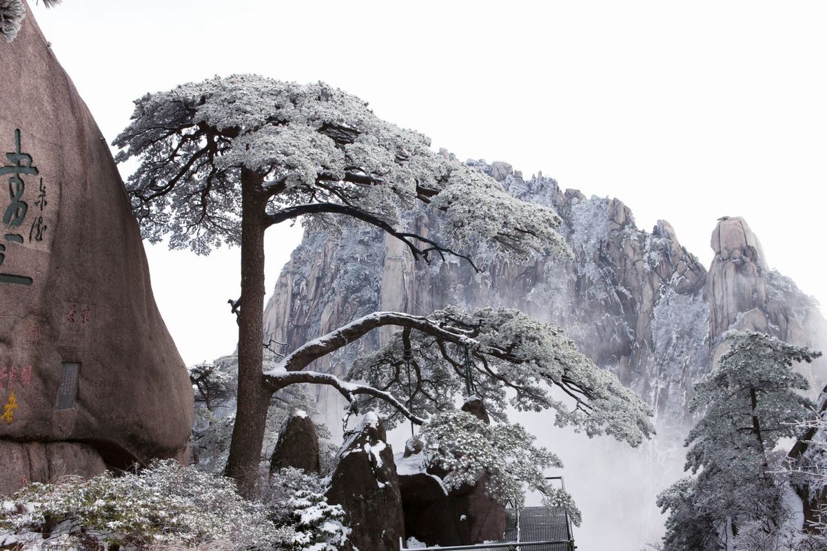 Welcome Pine in snow - Mt. Huanghan