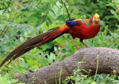 Huangshan Golden Pheasant