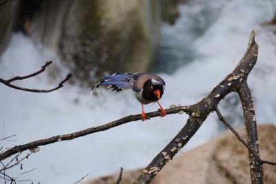 Red-billed Blue Magpie in Mount Huangshan 