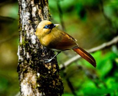 Huangshan Rusty Laughingthrush
