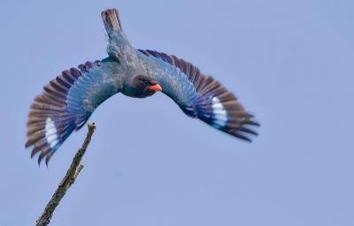 Huangshan Oriental Dollarbird