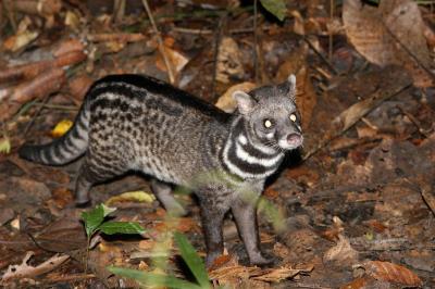 Large Chinese Civet in Mt. Huangshan 