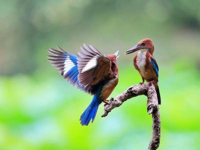 Huangshan White-throated Kingfisher