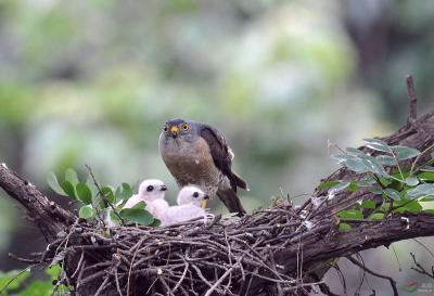 Chinese Goshawk in Mount Huangshan 