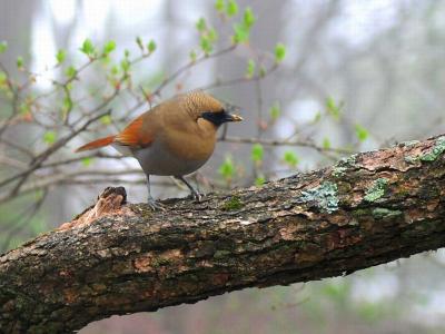 Rusty Laughingthrush in Mt. Huangshan 