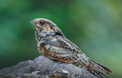 Huangshan Nightjar
