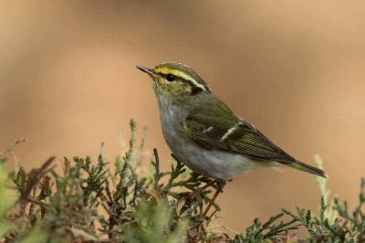 Huangshan Yellow-rumoed Willow Warbler