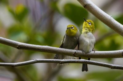 Huangshan Warbling White-eye
