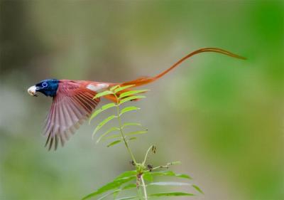 Paradise Flycatcher in Mt. Huangshan 