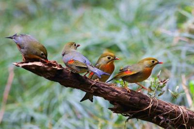 Huangshan Red-billed Leiothrix