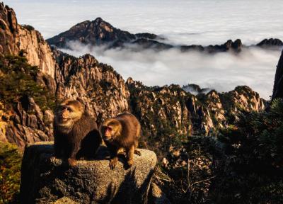 Monkeys in Mount Huangshan 