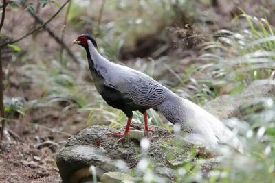 Silver Pheasant in Mt. Huangshan 