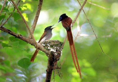 Huangshan Paradise Flycatchers