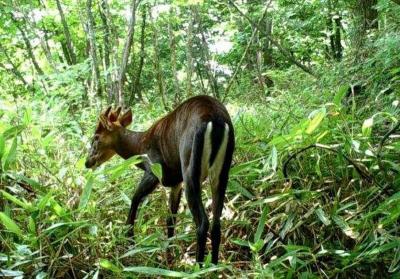 Black Fronted Muntjac in Mt. Huangshan 