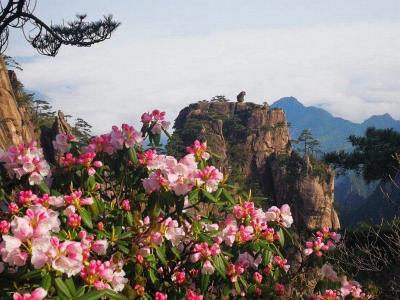 Azaleas in Mount Huangshan