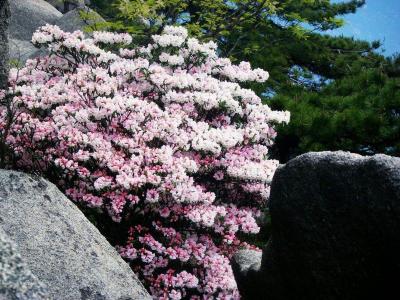 Huangshan Azaleas