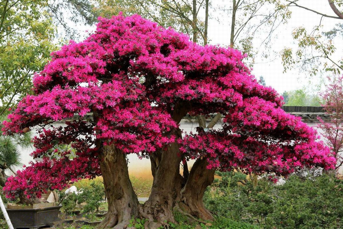 Huangshan Bao Family Garden