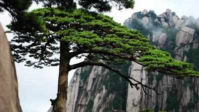 Mount Huangshan in Summer